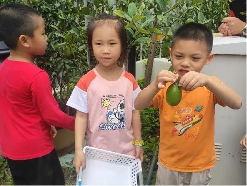 课程故事 | 香水花园——夏悦班（中班）-幼师课件网第77张图片