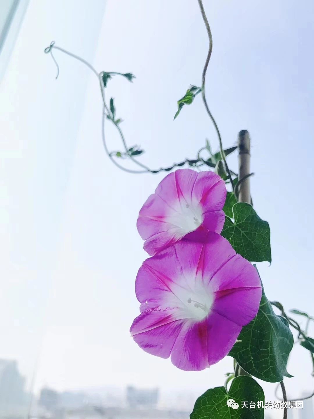 Qian牛花“日”记——小一班班本化主题课程故事-幼师课件网第59张图片