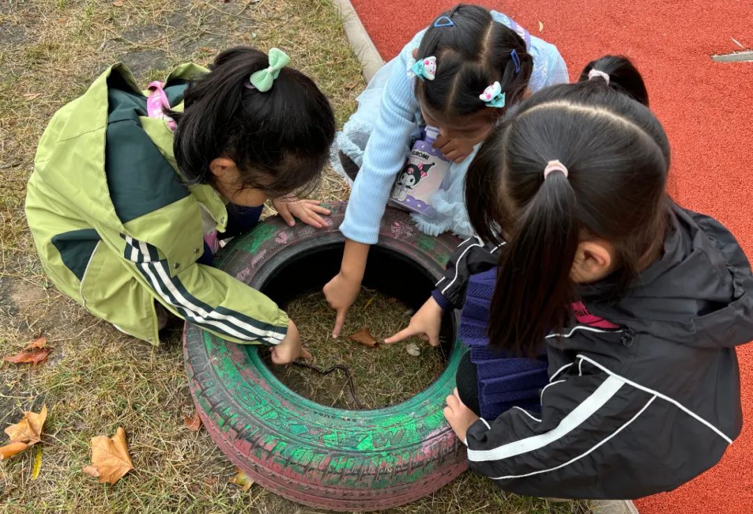 课程故事：嘿！小蚯蚓-幼师课件网第13张图片