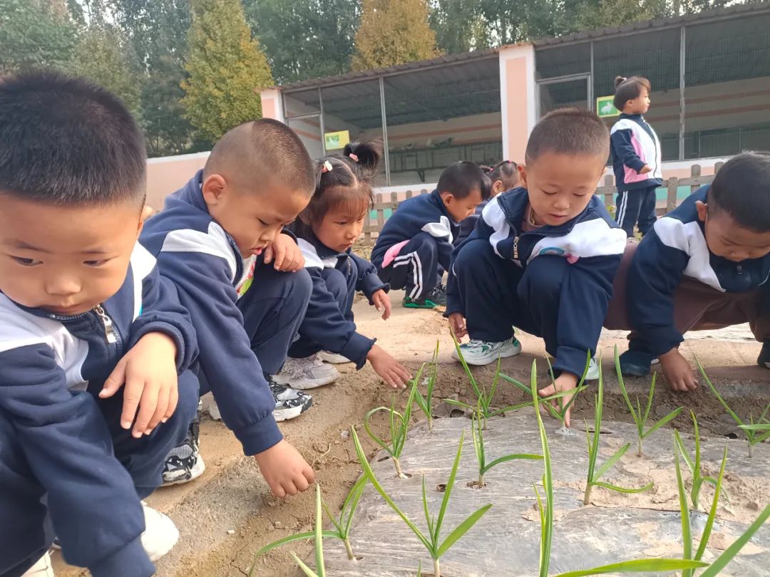 【自主课程—生命生长课程】“蒜”你可爱——城幼（李家园区）小中班幼儿课程故事-幼师课件网第153张图片