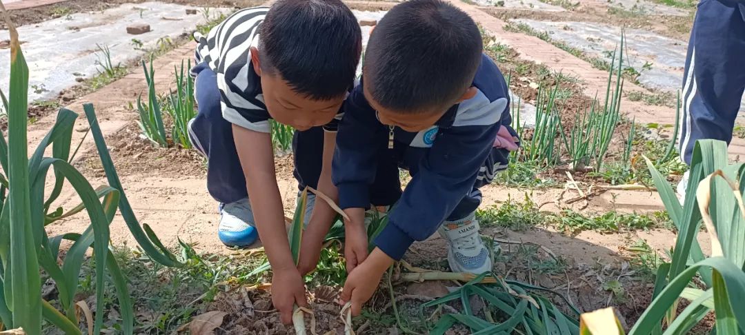 【自主课程—生命生长课程】“蒜”你可爱——城幼（李家园区）小中班幼儿课程故事-幼师课件网第6张图片