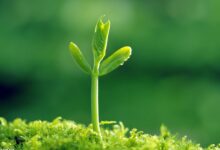 自然科学活动 | 植物角还可以这样玩！豆芽是芽么？-幼师课件网