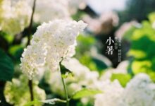 二十四节气第十一节 | 小暑：倏忽温风至，因循小暑来-幼师课件网