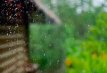 二十四节气第六节 | 谷雨：雨生百谷春欲尽，花事阑珊赏牡丹-幼师课件网