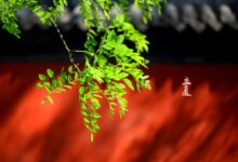 二十四节气第七节 | 立夏:槐柳荫初密,帘栊暑尚微-幼师课件网