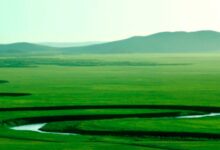 小班《美丽的草原》主题活动之五|科学活动——认识马、牛-幼师课件网