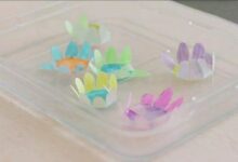 趣味科学实验 | 花儿朵朵开-幼师课件网