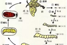小满手工 │ 蚕孩子创意手工就这样做！-幼师课件网