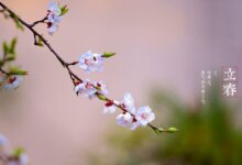 立春 | 这些谚语里藏着大自然的秘密，你知道吗？-幼师课件网