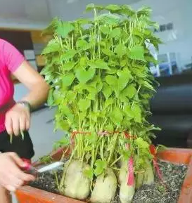 【自然角必备】地瓜的逆袭，好看好玩又好运-幼师课件网第17张图片