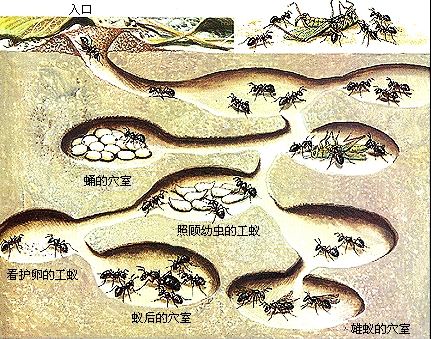 【自然角饲养区】蚂蚁,蜗牛,蚯蚓,蝴蝶