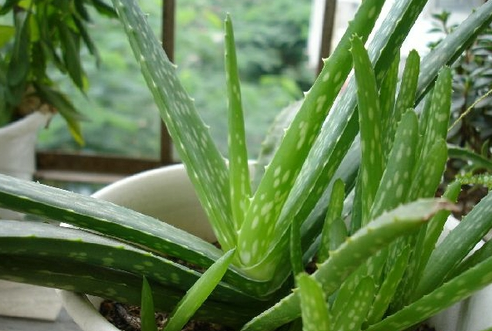 自然角 | 布置新花盆、新名字、新植物，让自然角焕然一新吧~-幼师课件网第35张图片