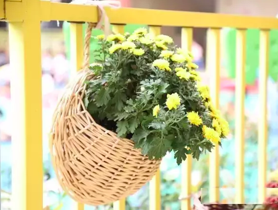 自然角 | 又到了播种的季节，可是种在哪好呢？-幼师课件网第28张图片