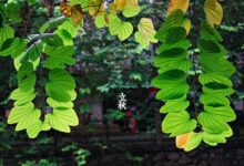 二十四节气第十三节 | 立秋：只有懂的人才能发现它的微妙-幼师课件网