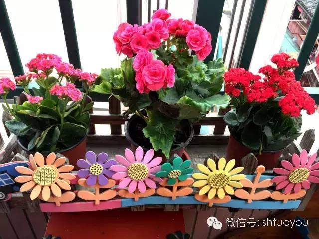 自然角 | 暖暖的春风迎面吹，花儿朵朵开~-幼师课件网第25张图片