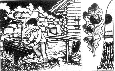 来自橡树的墨水（化学实验）-幼师课件网第1张图片