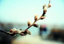 连续性探究活动 | 小芽苞里的秘密-幼师课件网