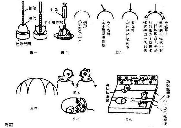 幼儿园大班科学活动――奇妙的蛋壳-幼师课件网第2张图片