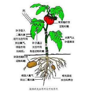 洋葱头观察植物的根系-幼师课件网第1张图片