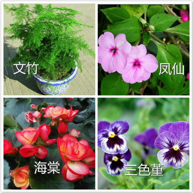 自然角 | 布置新花盆、新名字、新植物，让自然角焕然一新吧~-幼师课件网第33张图片