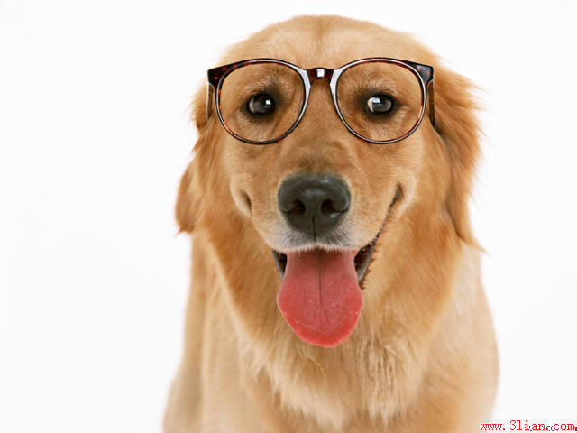 幼儿园大班半日活动――动物主题半日活动-幼师课件网第1张图片