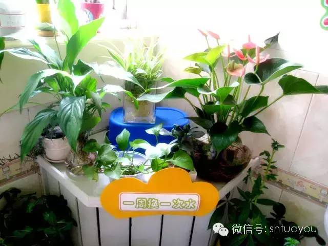 自然角 | 暖暖的春风迎面吹，花儿朵朵开~-幼师课件网第24张图片