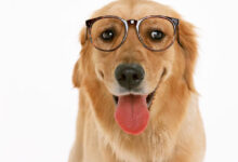 幼儿园大班半日活动――动物主题半日活动-幼师课件网