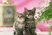 小班艺术领域音乐活动《小花猫照镜子》-幼师课件网