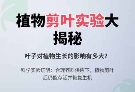 少了叶子的植物能生长吗？(自然)-幼师课件网