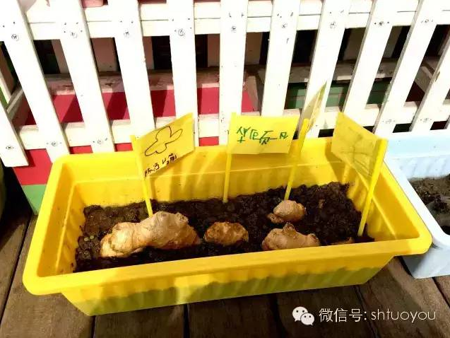 自然角 | 暖暖的春风迎面吹，花儿朵朵开~-幼师课件网第16张图片