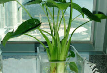 大班科学教案《水生植物》-幼师课件网