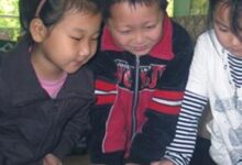 幼儿园大班科学教案：神奇的中草药-幼师课件网