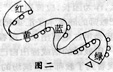 幼儿园大班体育教案――滚动-幼师课件网第3张图片