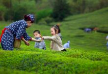 【悠悠茶香浓】一套详尽的茶文化主题活动(含主题墙、活动区设计)-幼师课件网