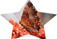 中班科学《捉迷藏的昆虫》-幼师课件网