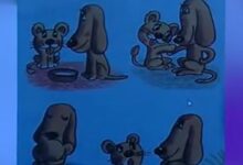 优秀公开课视频 | 大班语言领域活动《温情的狮子》-幼师课件网