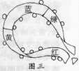 幼儿园大班体育教案――滚动-幼师课件网第4张图片