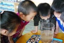 幼儿园小班科学活动案：区分泥土和石头-幼师课件网