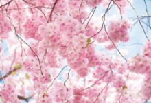 环创 | 春天的脚步，从幼儿园教室里走来~-幼师课件网