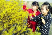 优秀教案 | 小班社会领域活动《春天来啦》-幼师课件网