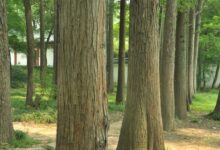 春季主题活动《大树》——树的变化-幼师课件网