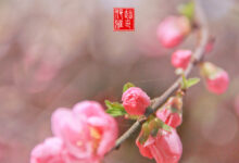 二十四节气第三节 | 惊蛰：微雨众卉新，一雷惊蛰始-幼师课件网