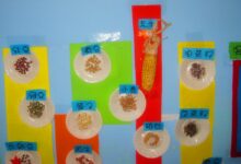 区域探究活动：种子的秘密-幼师课件网