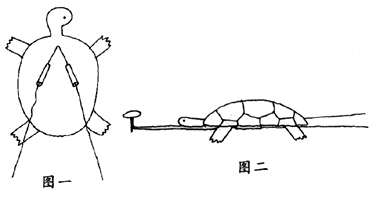 幼儿园中班手工活动：会爬的小乌龟-幼师课件网第1张图片