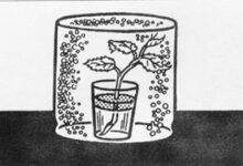 玻璃杯中的雨(自然)-幼师课件网