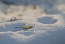 紫水晶|今天最重要的课程是玩儿雪……-幼师课件网