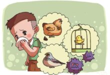 小班健康教案 | 禽流感来了，我不怕-幼师课件网