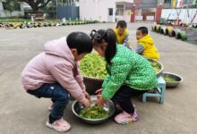 自制腌菜，小朋友也行？――浦口中心幼儿园开展“雪里蕻”腌制实践活动-幼师课件网