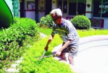 义务给幼儿园搞绿化 七旬老人一天弯腰上百次-幼师课件网