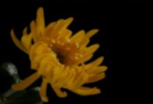 重阳节给退休老师慰问信汇集八篇-幼师课件网